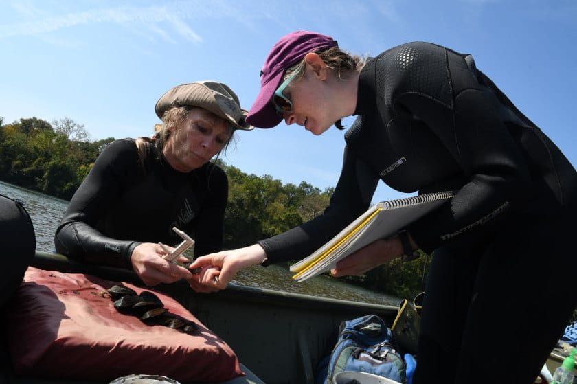 Two scientists examine a mussel collected from the water