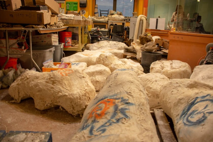 Fossils fill the inside of the Academy's Fossil Prep Lab