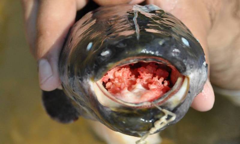 eel mouth