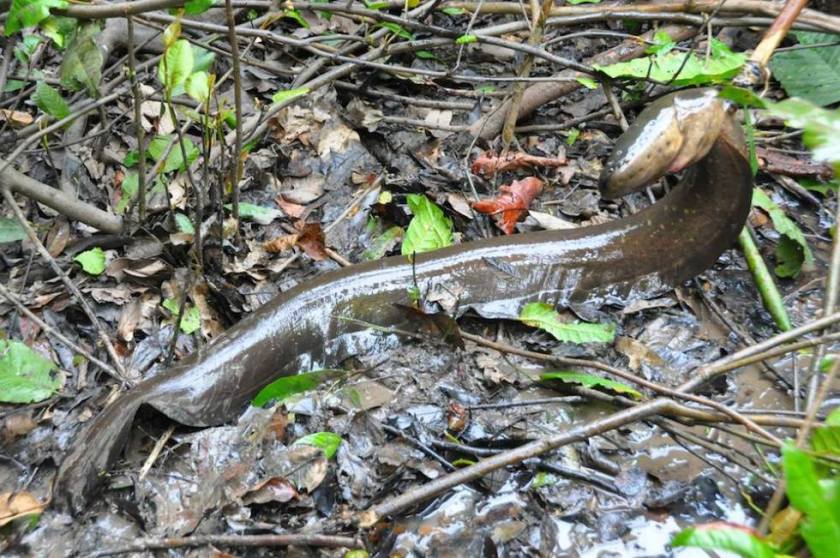 electric eel in mud