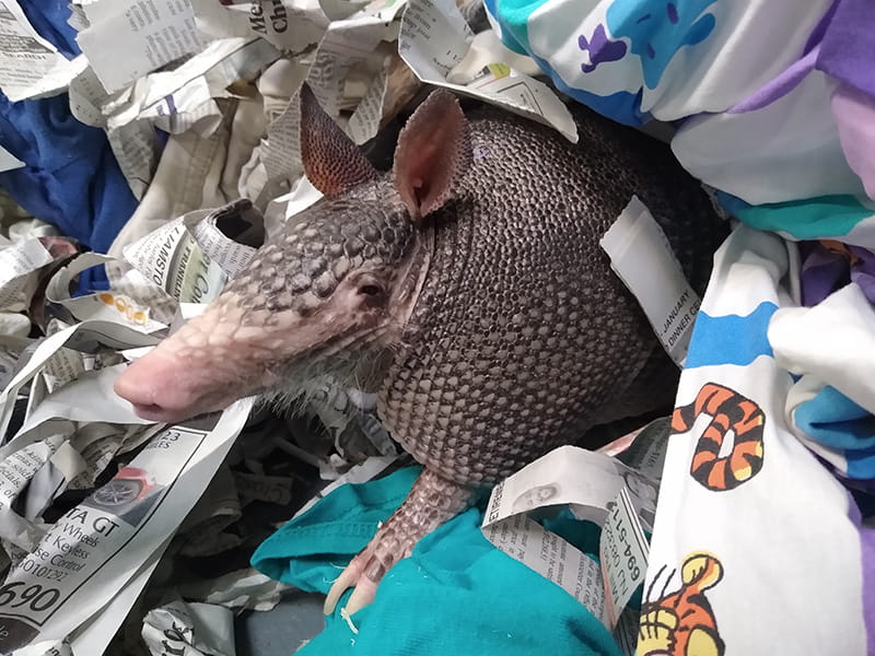 armadillo