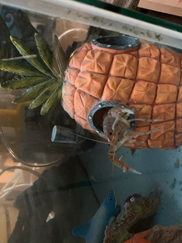 fish in pineapple