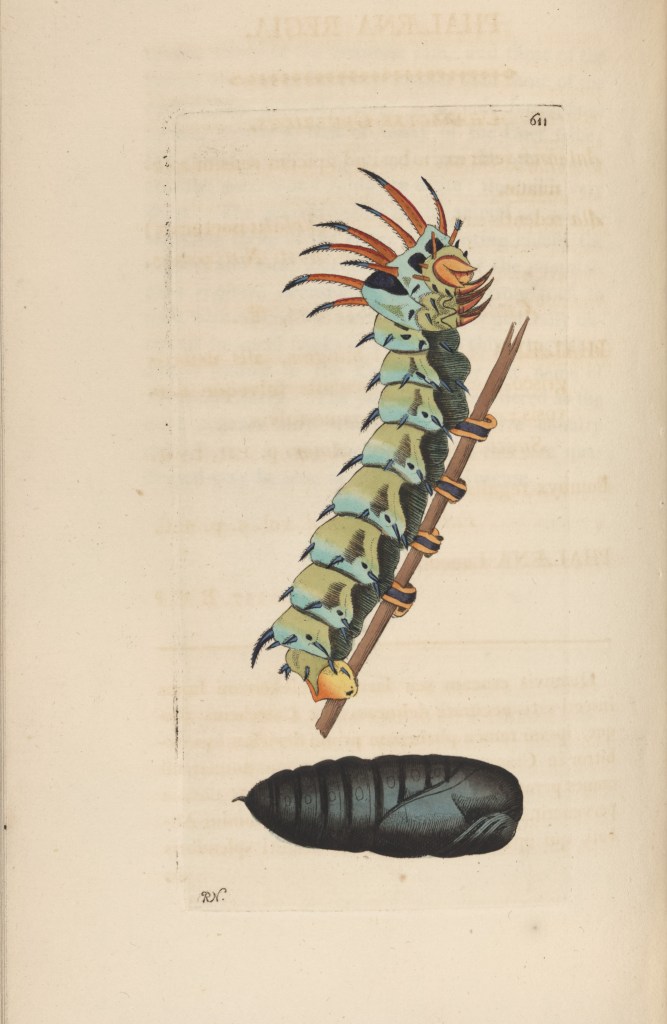caterpiller