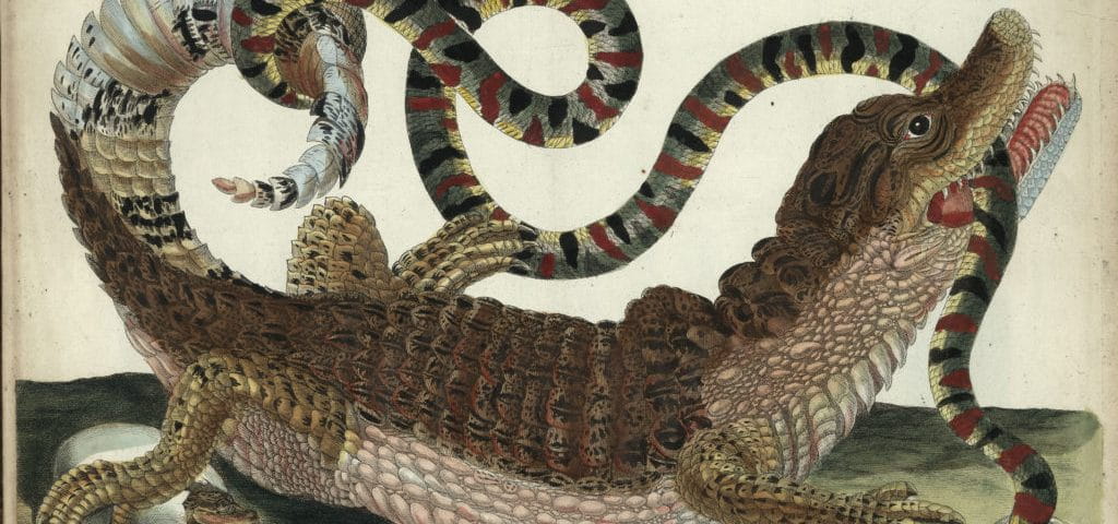 snake and croc
