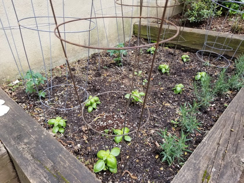 garden