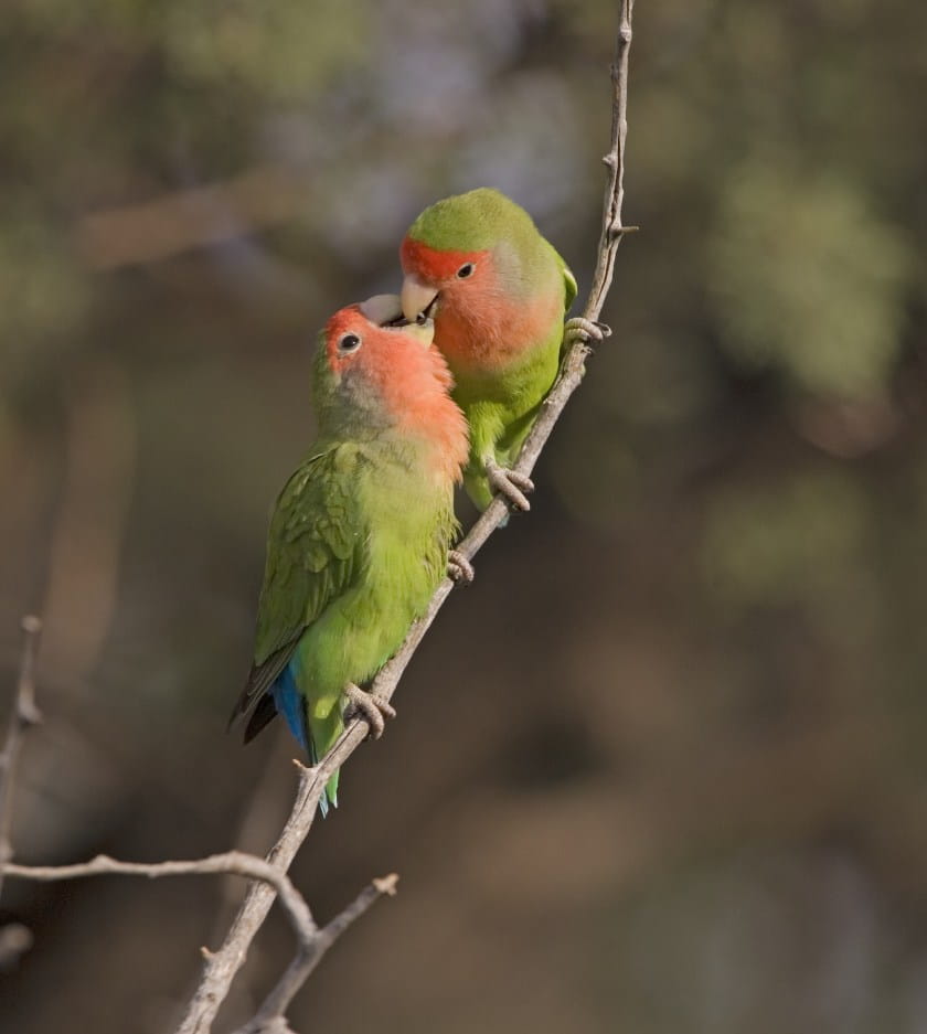 lovebird