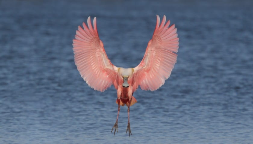 roseat spoonbill