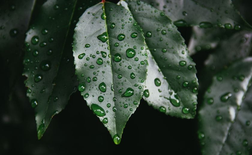 water droplets on leaves