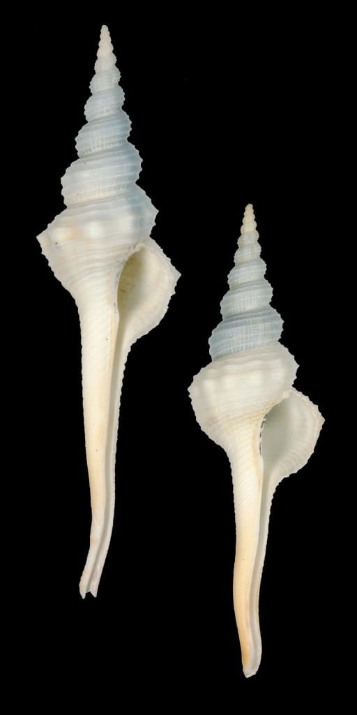 White Spindle Shells on black background