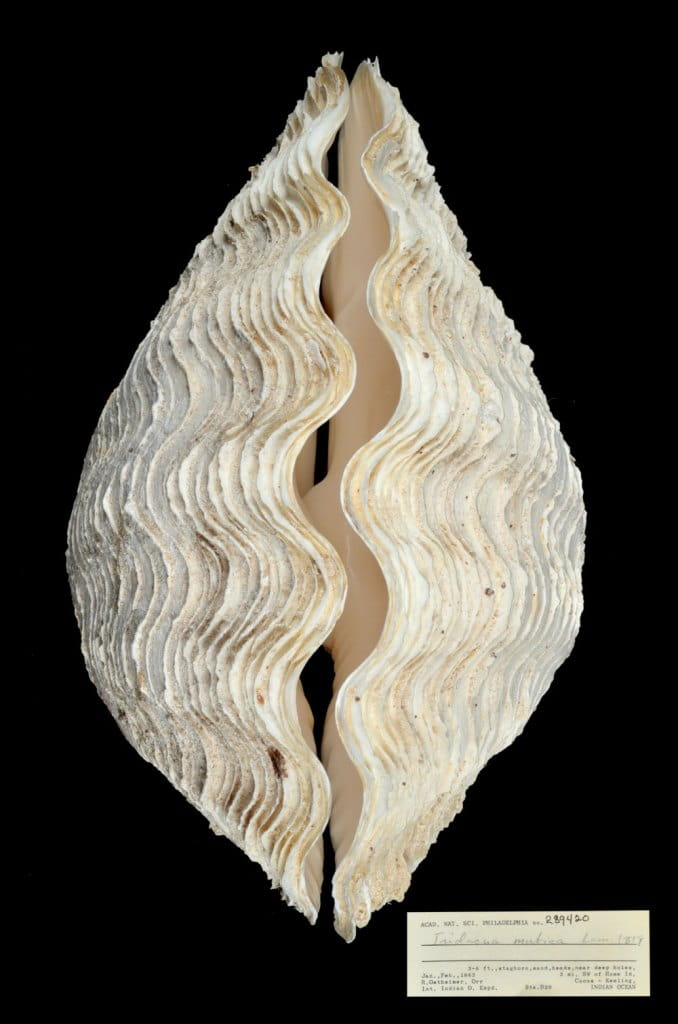 Giant Clam shell on black background