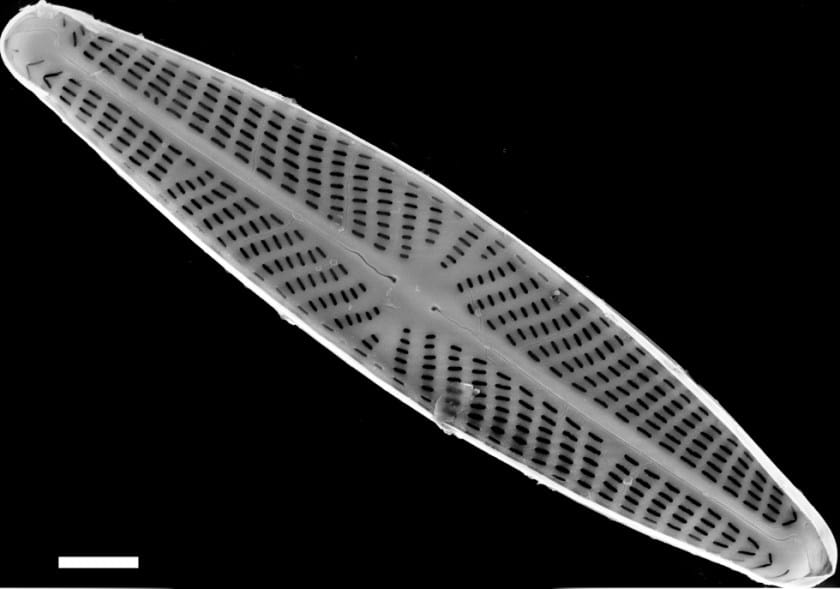 Navicula eileeniae