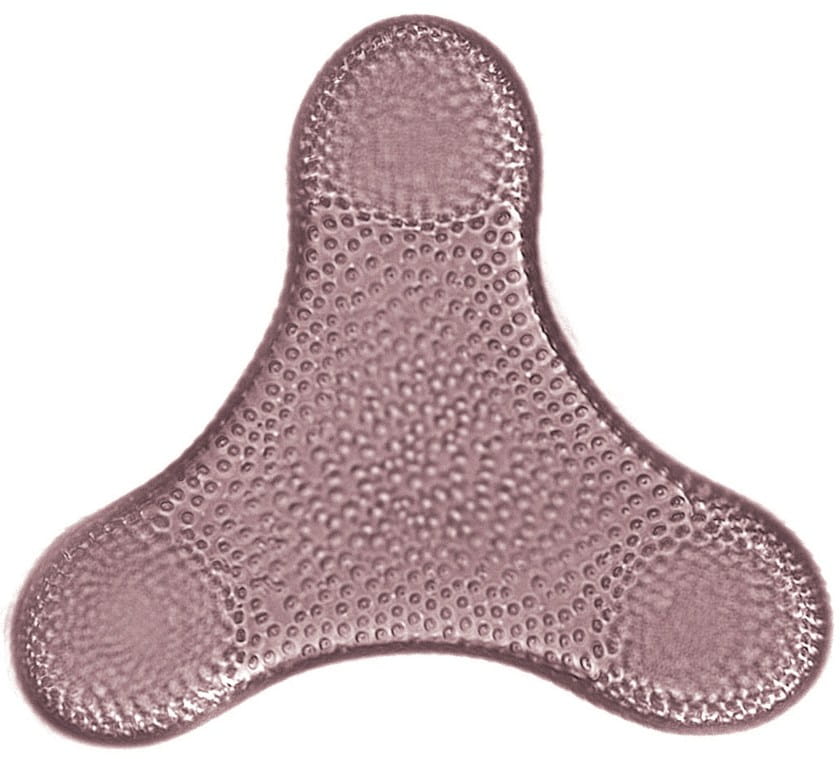 triangle diatom