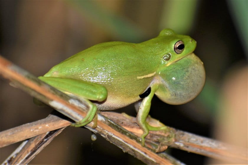 frog