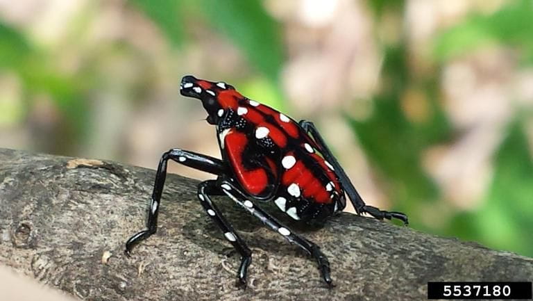 nympth spotted lanternfly