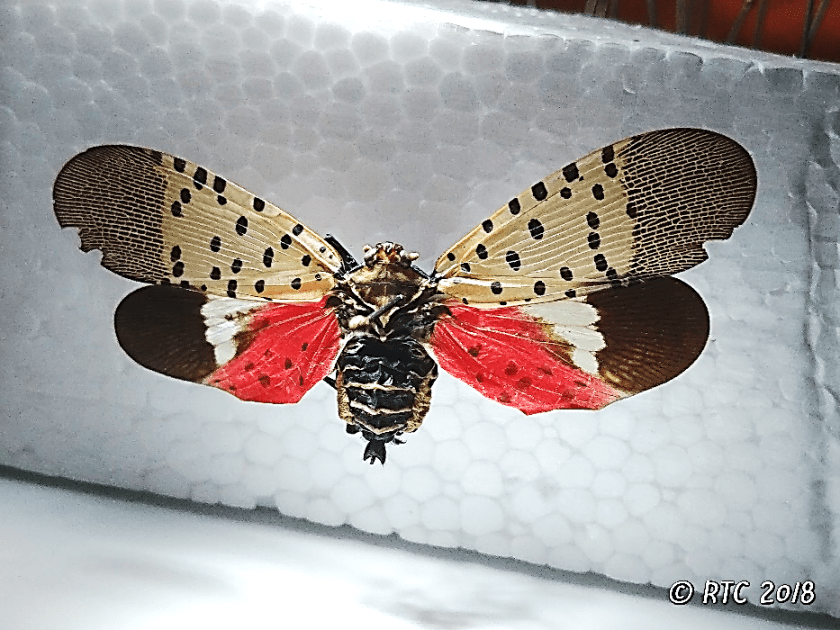 single lantenfly