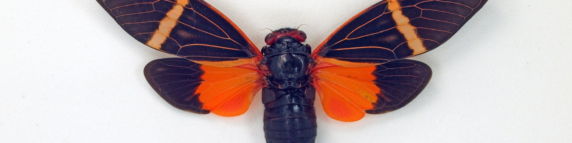 colorful moth