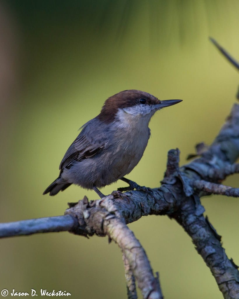 Brown-headed nuthatch