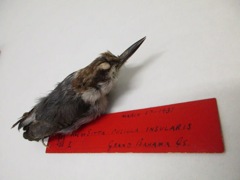 nuthatch specimen