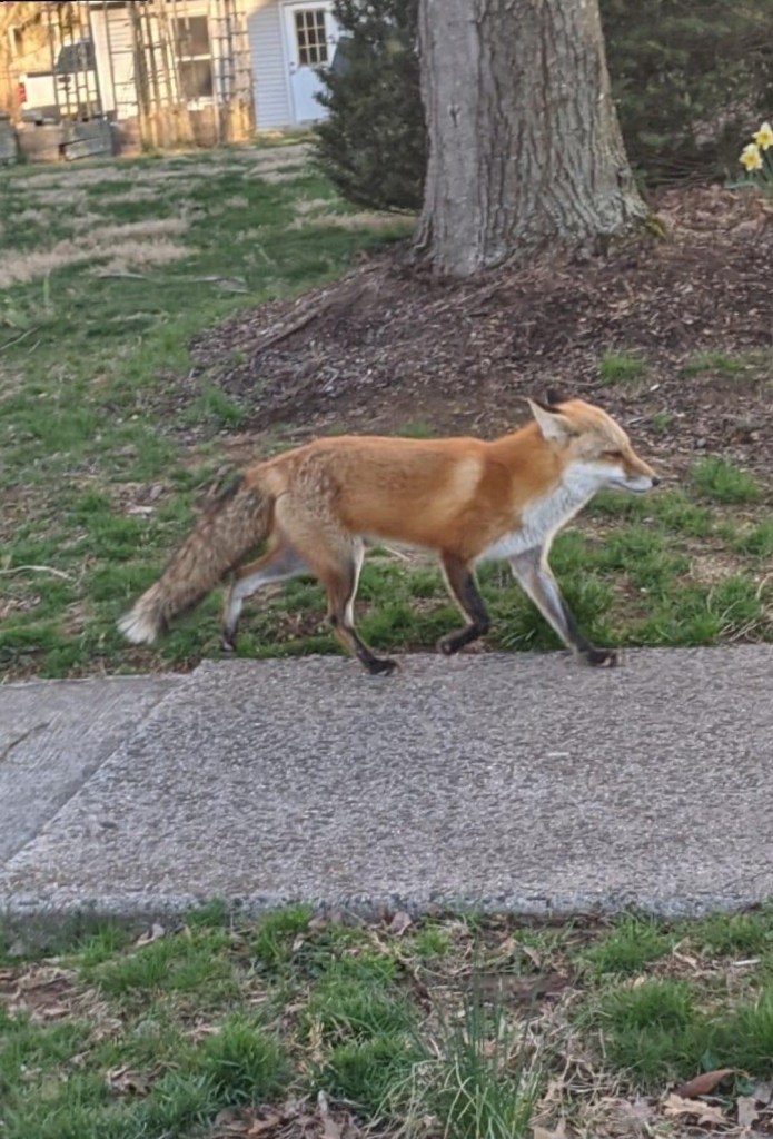 fox