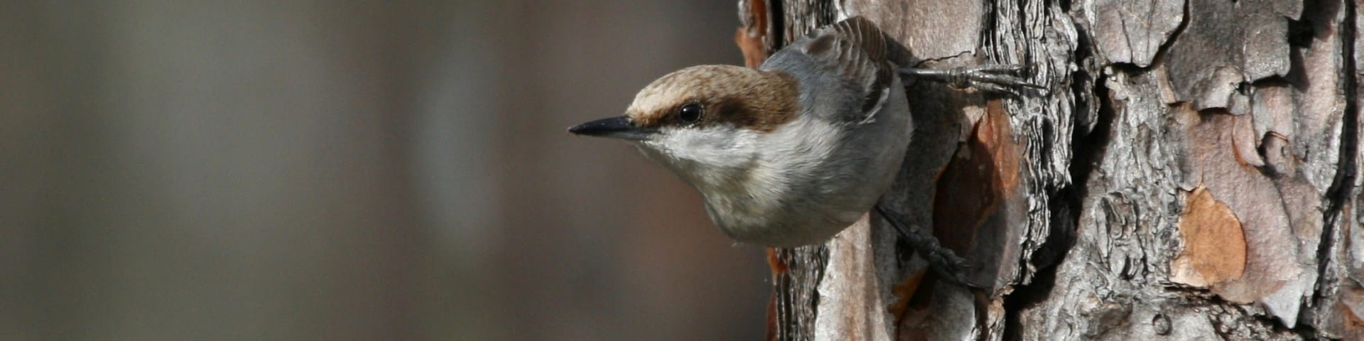 Bahama nuthatch