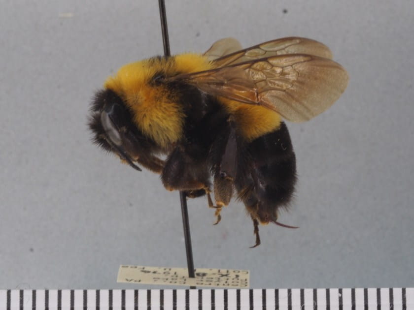 bumble bee