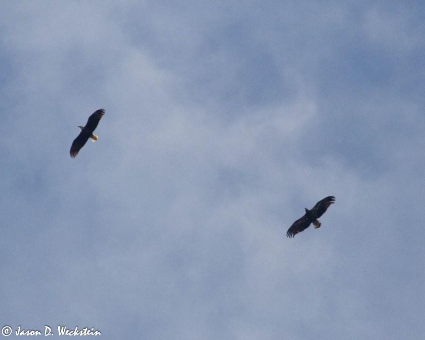 2 bald eagles