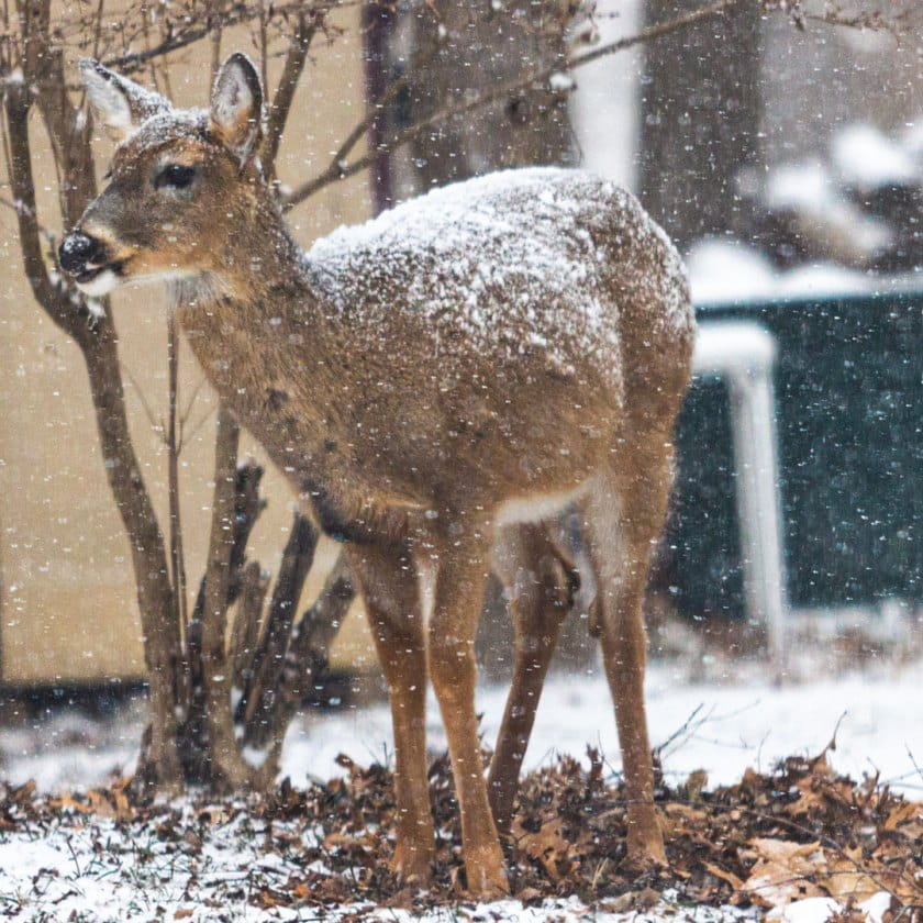one deer