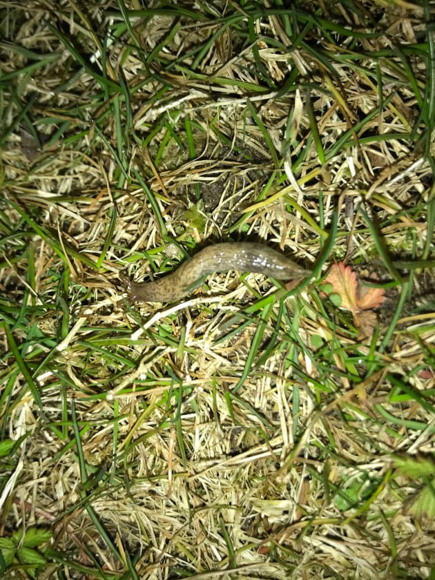 worm