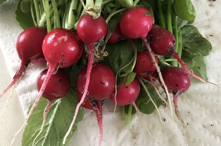 bunch of radishes fresh from garden