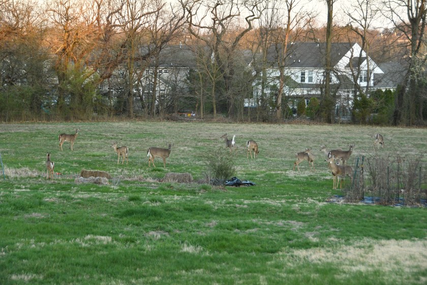 BACKYARD DEER