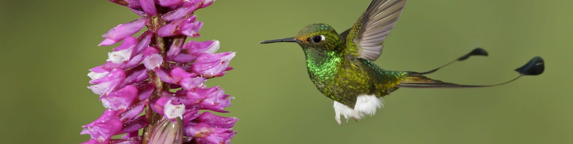 rackettail