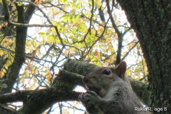 squirrel in tree