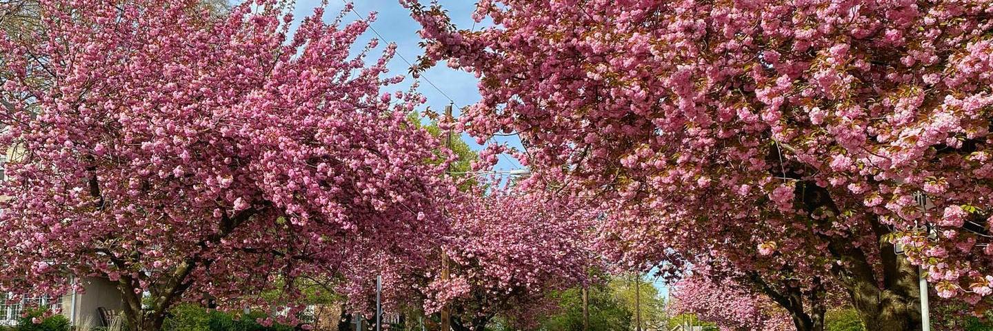 street with pink trees