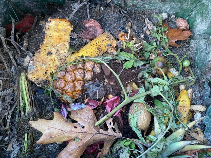 Inside of a compost bin filled with pineapple rinds, carrot tops, dead tomato plan, brown oak leaf, decaying kiwi, ashes, purple onion peels, peanut shells and other decomposing foods and plants