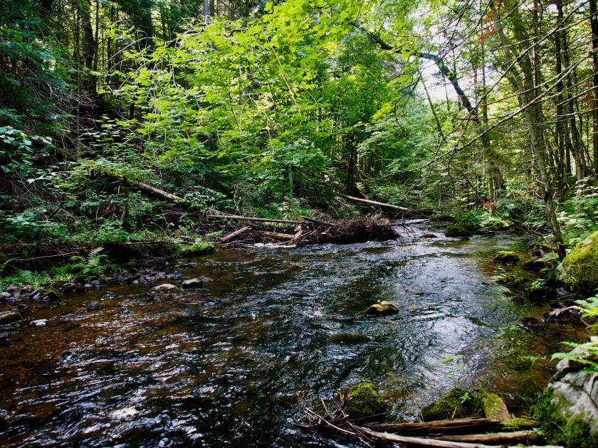 Stream running through a wooded area