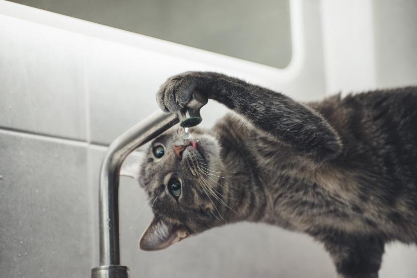 Cat drinking from faucet