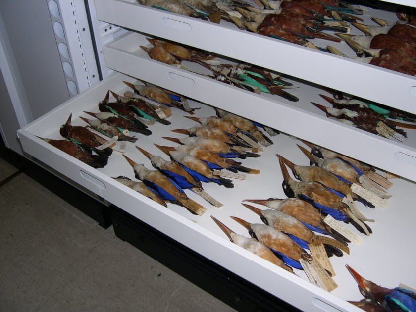 a drawer with bird specimens