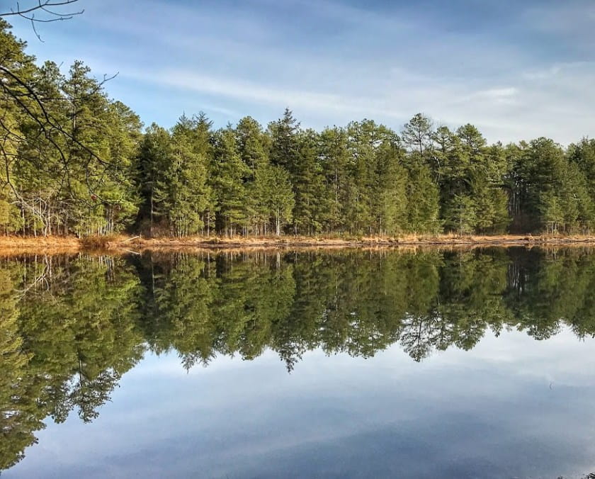 pine trees along a pond