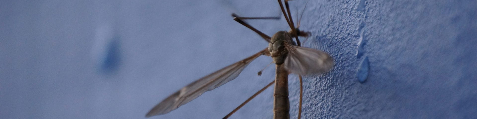 crane fly on blue wall