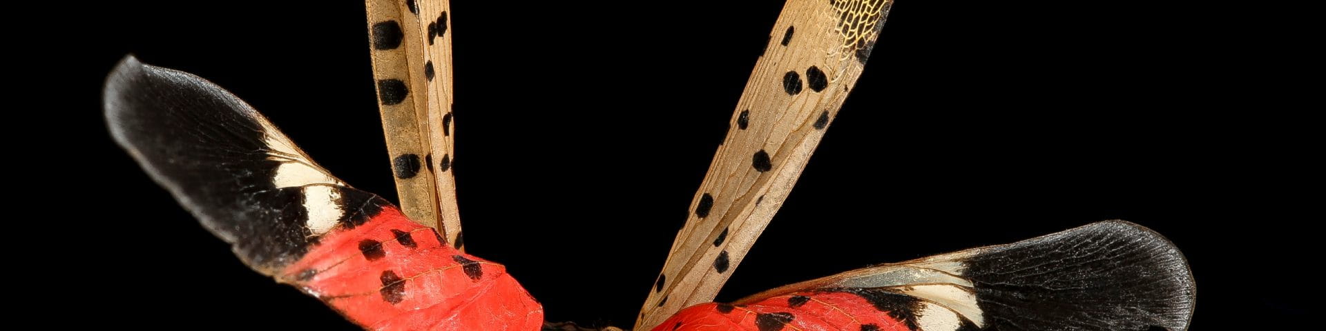 lanternfly
