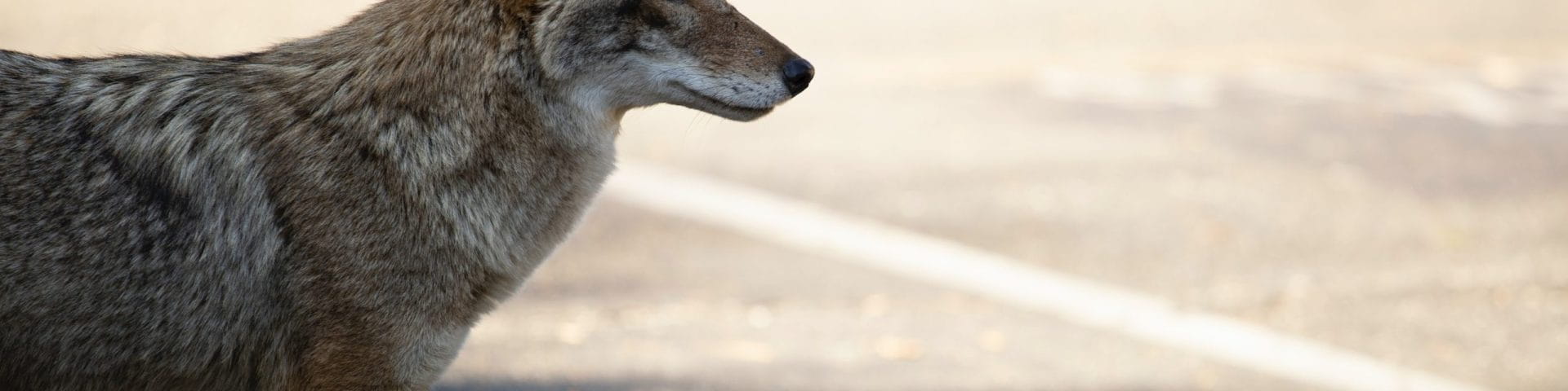 coyote near road