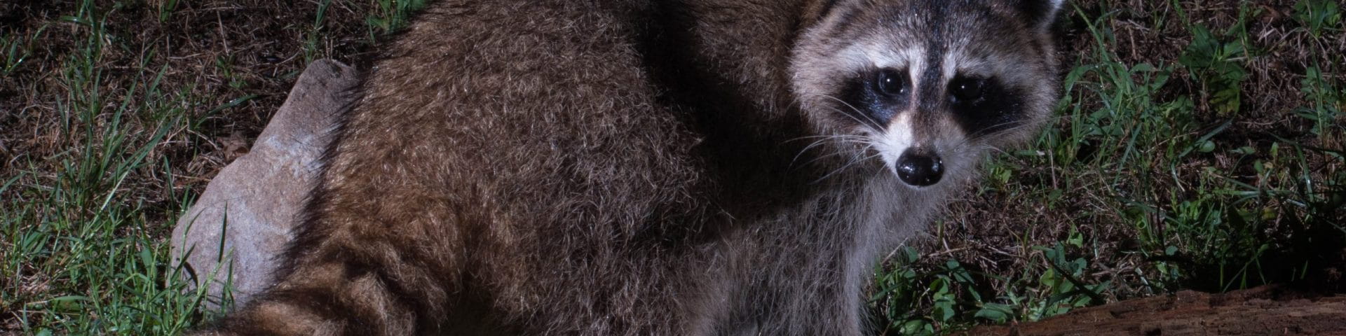 raccoon in the dark