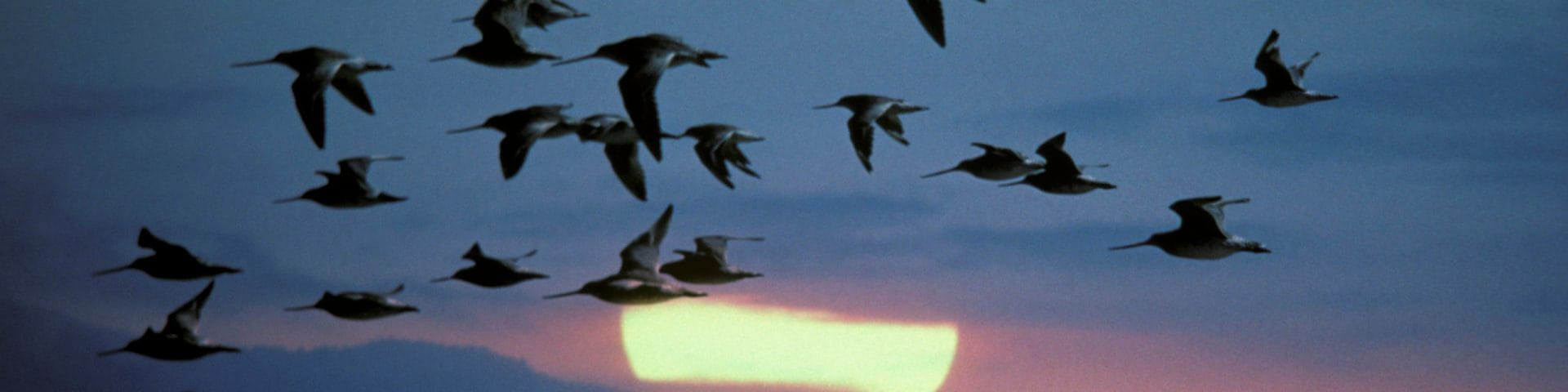 birds flying across setting sun