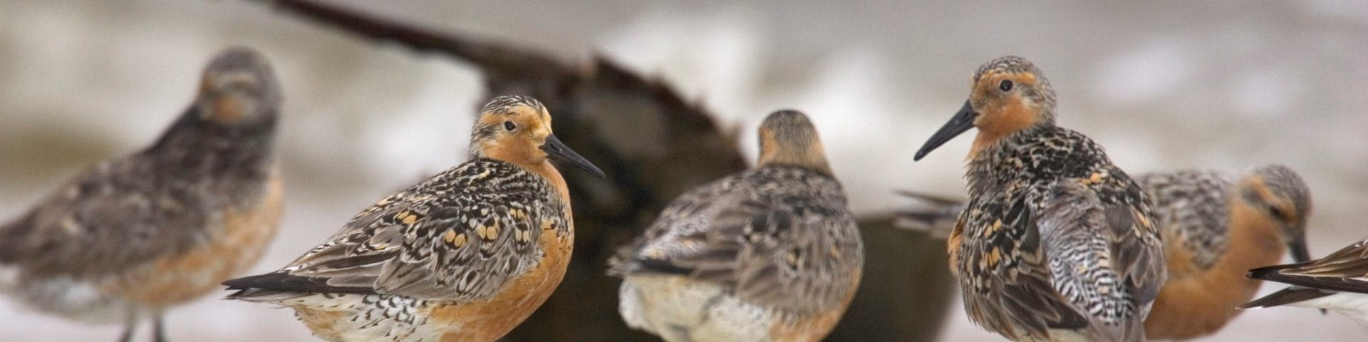 shorebirds on beach with flipped horseshoe crab