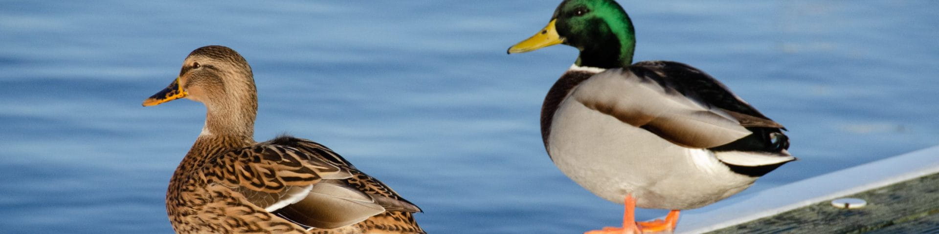 two ducks near water
