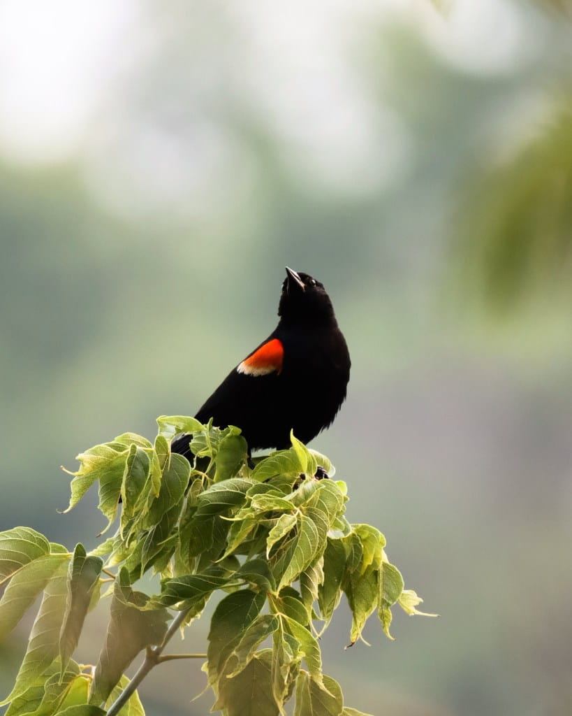 red wing black bird