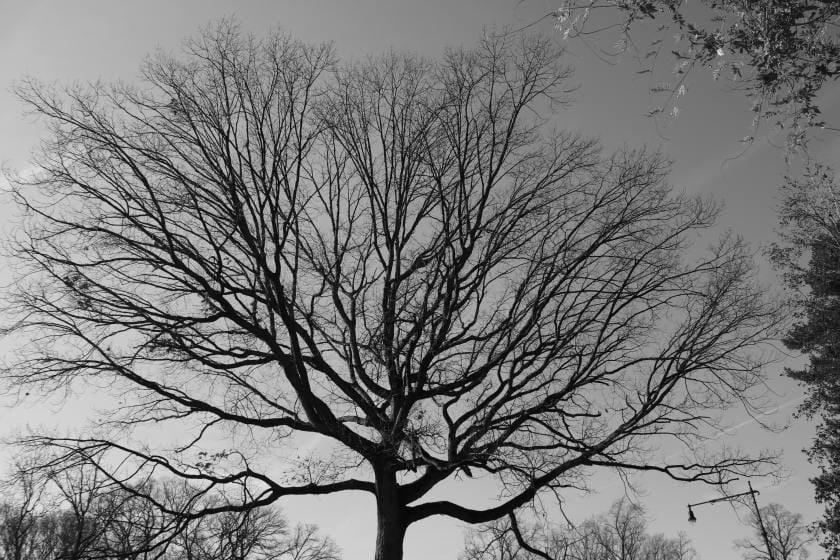 winter tree