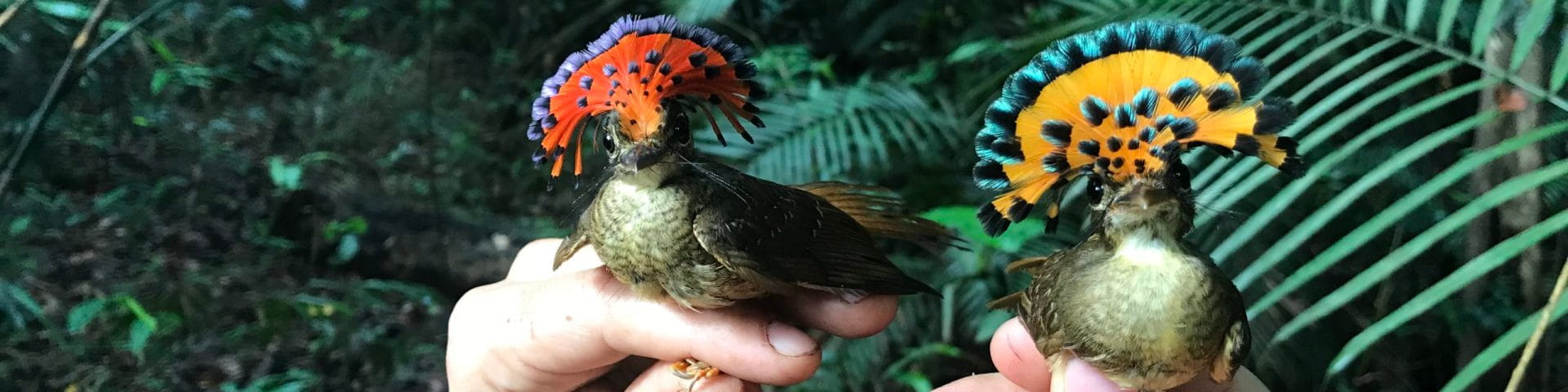colorful puffbirds