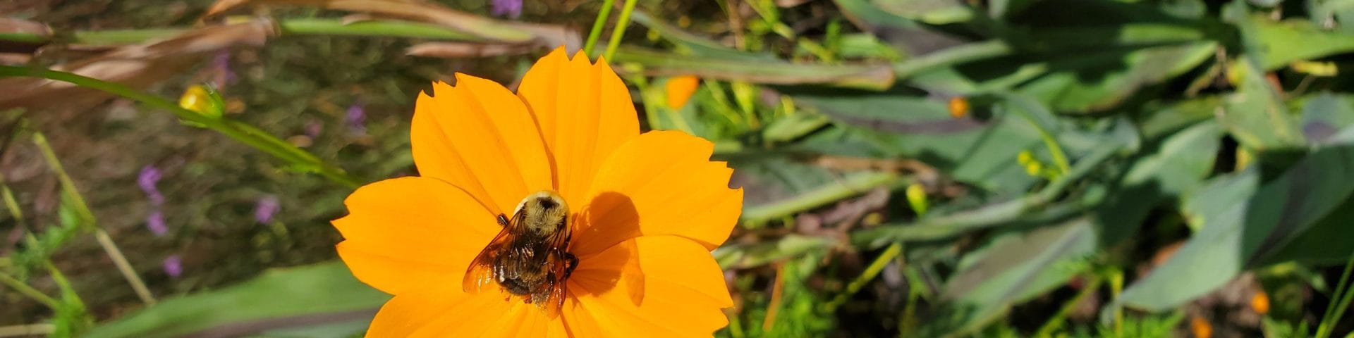 bee on orange flower
