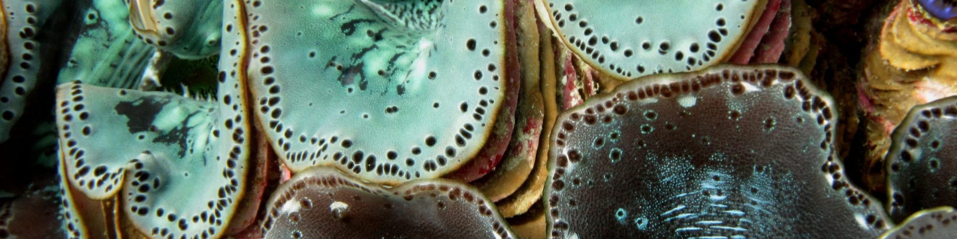 giant clam